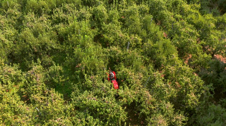 V1-0065_FWM_PEAR_BUREAU_DJI_BROLL_14